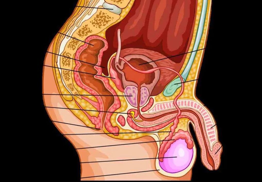 anatomia męskiego penisa